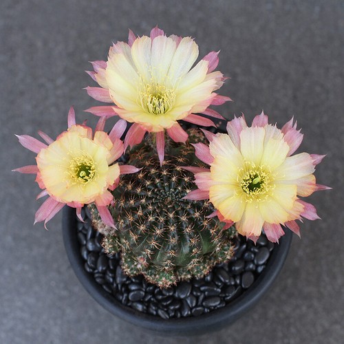 Lv3 lobivia arachnacantha - lv3,